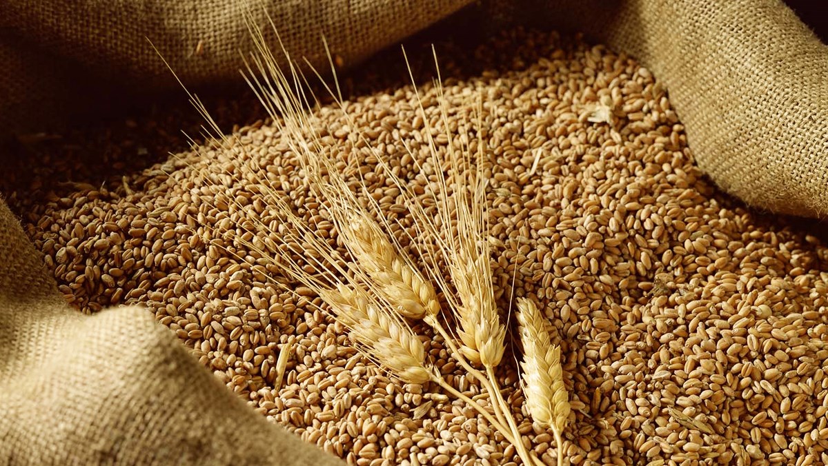 Nhập khẩu lúa mì tăng ở Úc nhưng lại giảm ở Nga