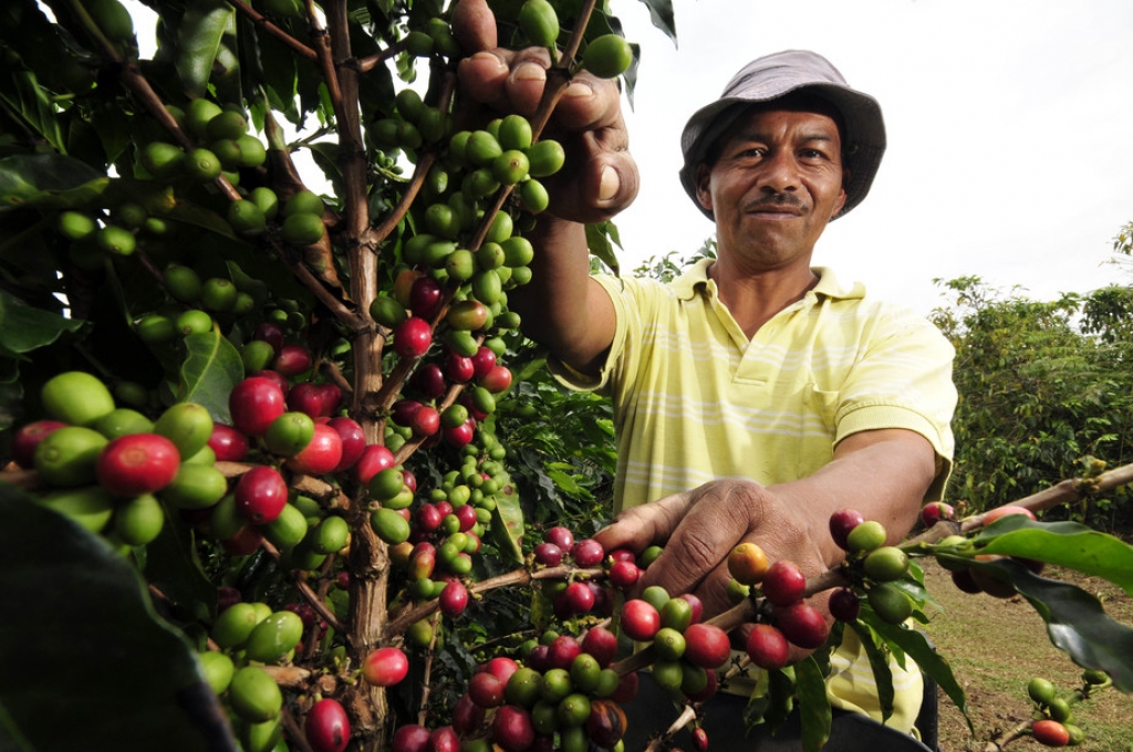 Sản lượng cà phê arabica của Brazil bị khí hậu ảnh hưởng