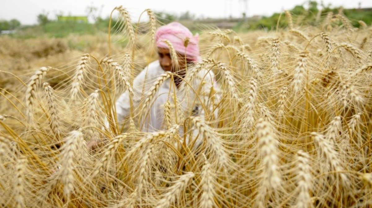Giá lúa mì ở Nga giảm mạnh đáng kể