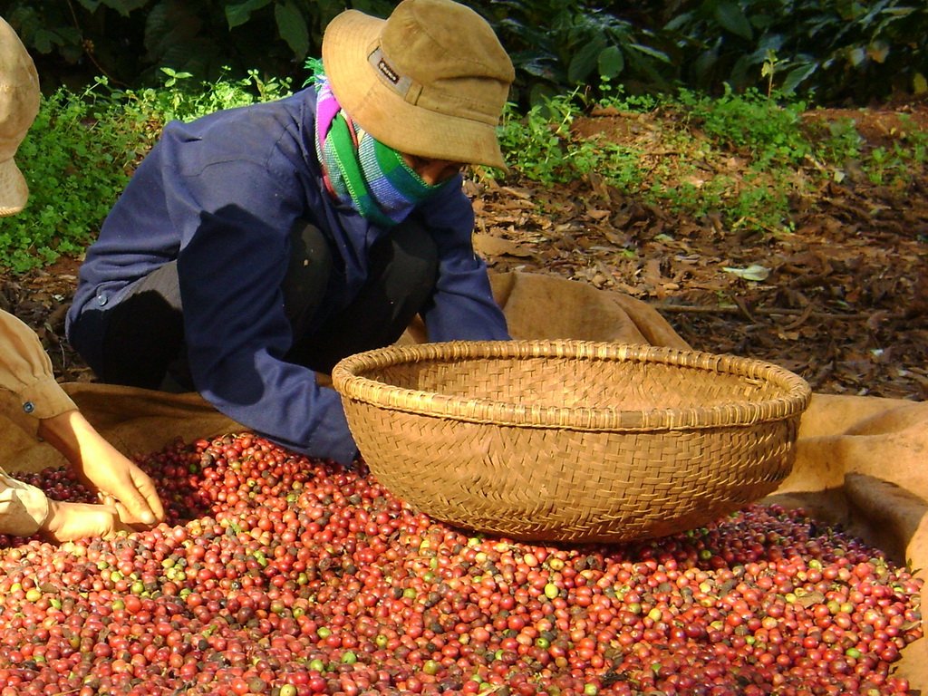 Số doanh nghiệp xuất khẩu cà phê chấp nhận chuyển sang giao CIF