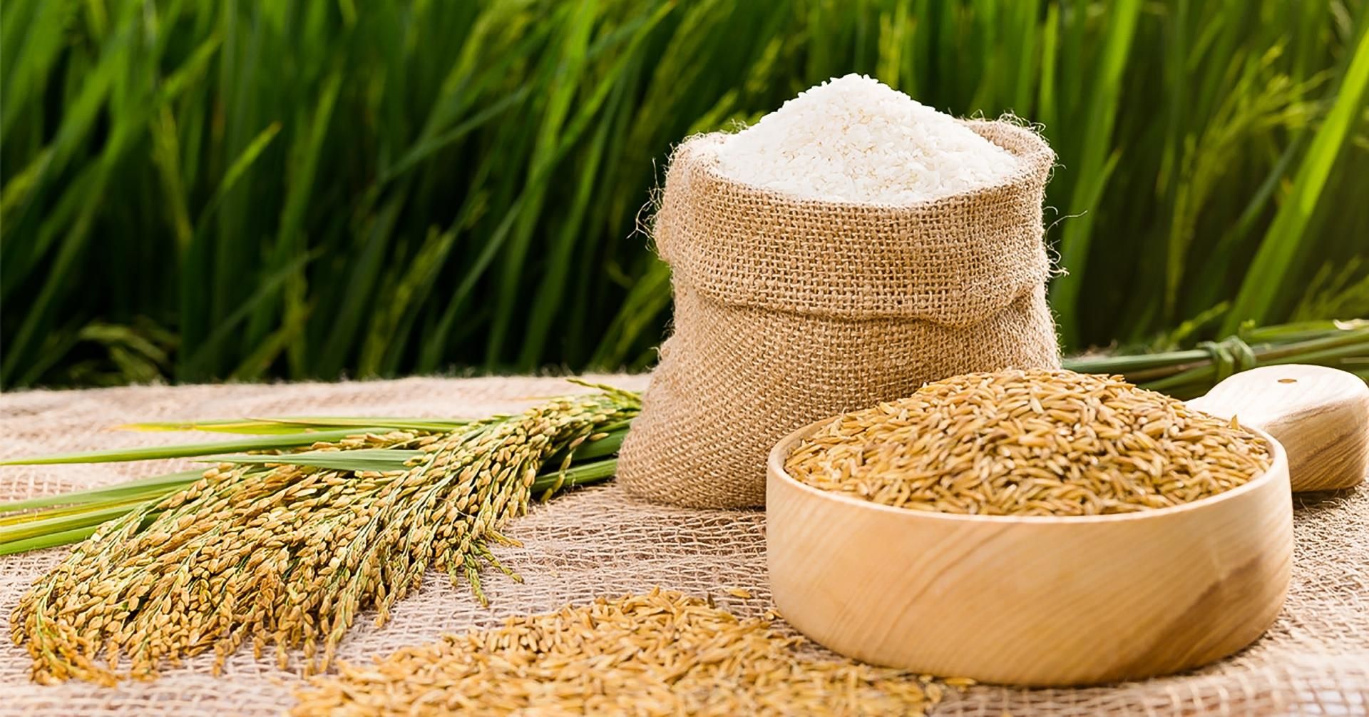 Gạo Việt Nam xuất khẩu sang thị trường Philippines